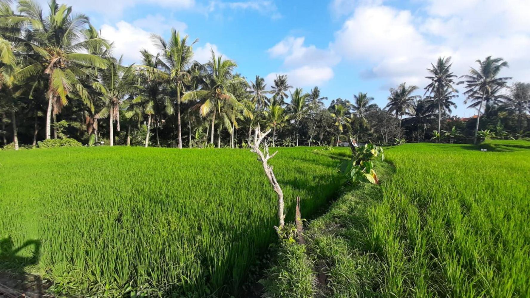 As I Am Ubud Retreat Exterior foto
